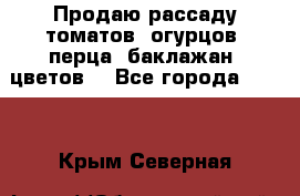Продаю рассаду томатов, огурцов, перца, баклажан, цветов  - Все города  »    . Крым,Северная